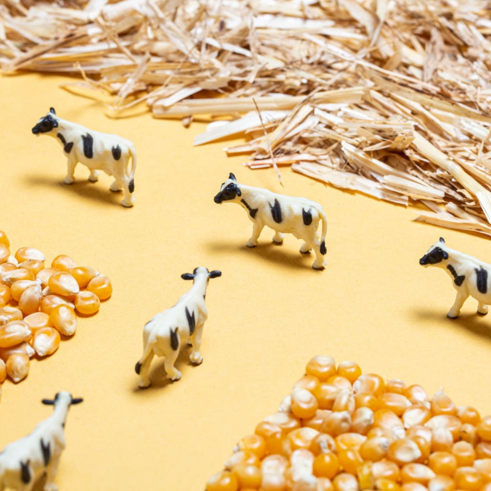 Bouteille sensorielle - La ferme